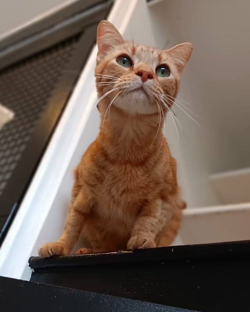 Luxury pet boarding, daycare, spa treatments, and dog training services at The Gold Leash for a safe and happy pet experience