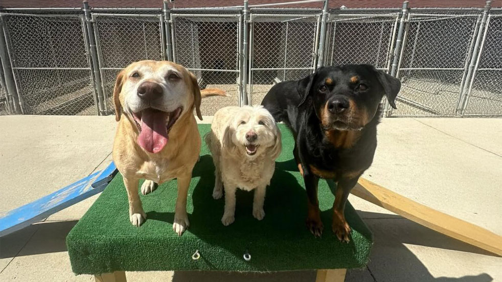 Fun, enriching dog daycare at The Gold Leash with structured playtime, socialization, and attentive staff